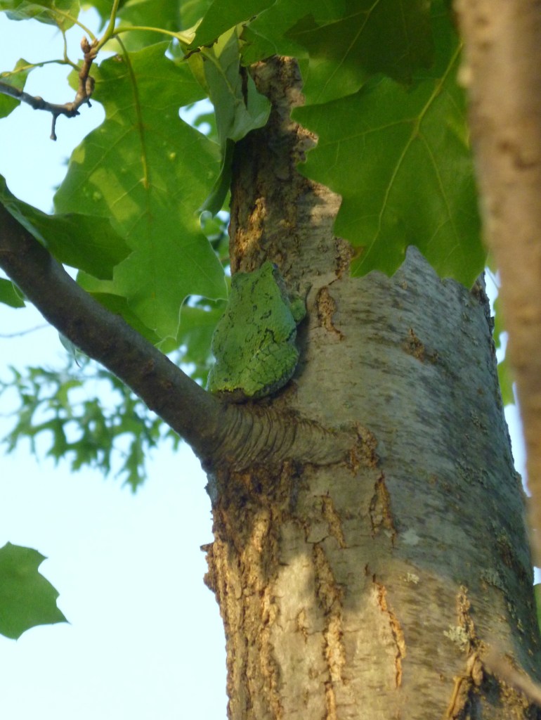 gray tree frog on tree