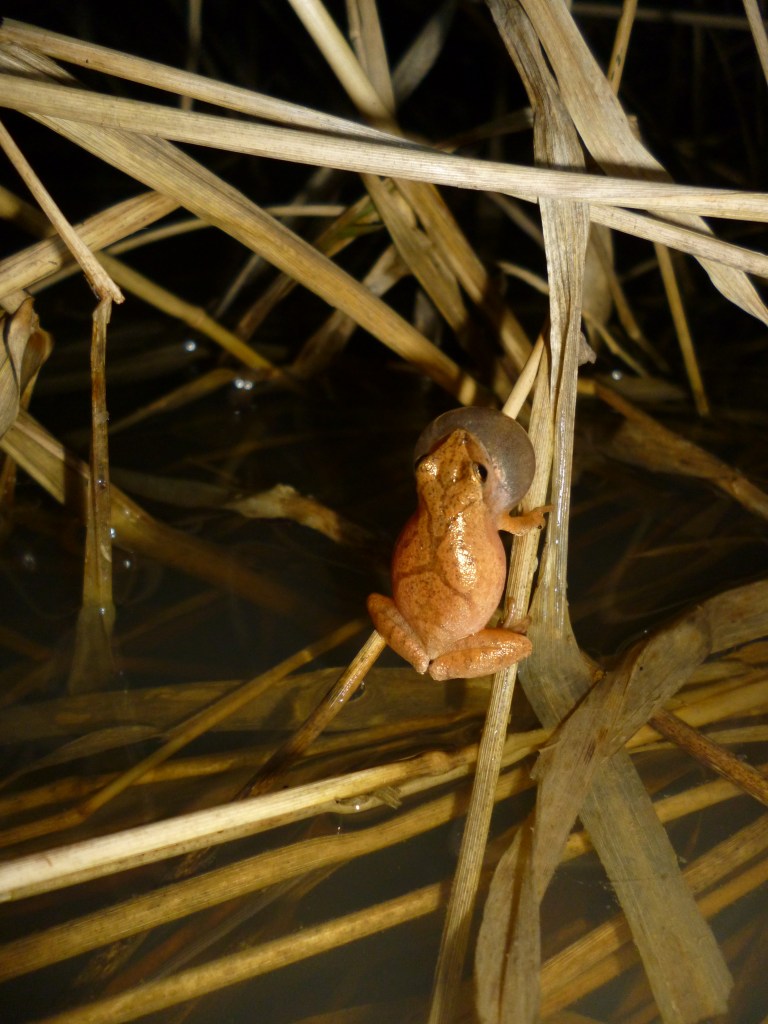 spring peeper calling from back (dorsal)