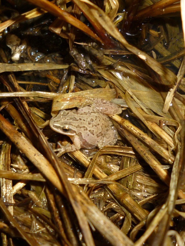 chorus frog chill'n