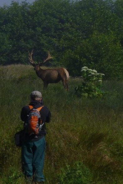 Taking a picture of an Elk