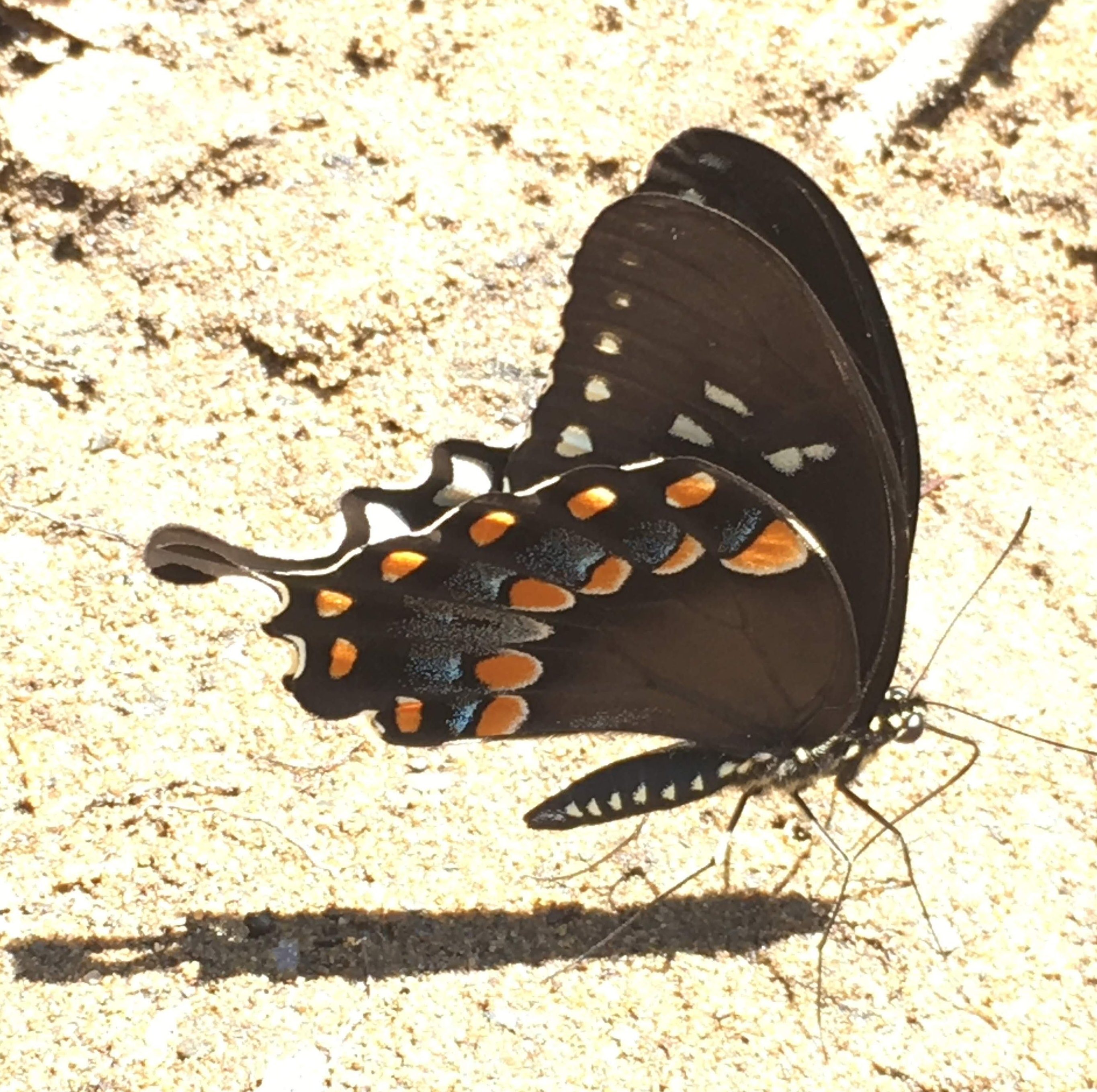 Spicebush Swallowtail