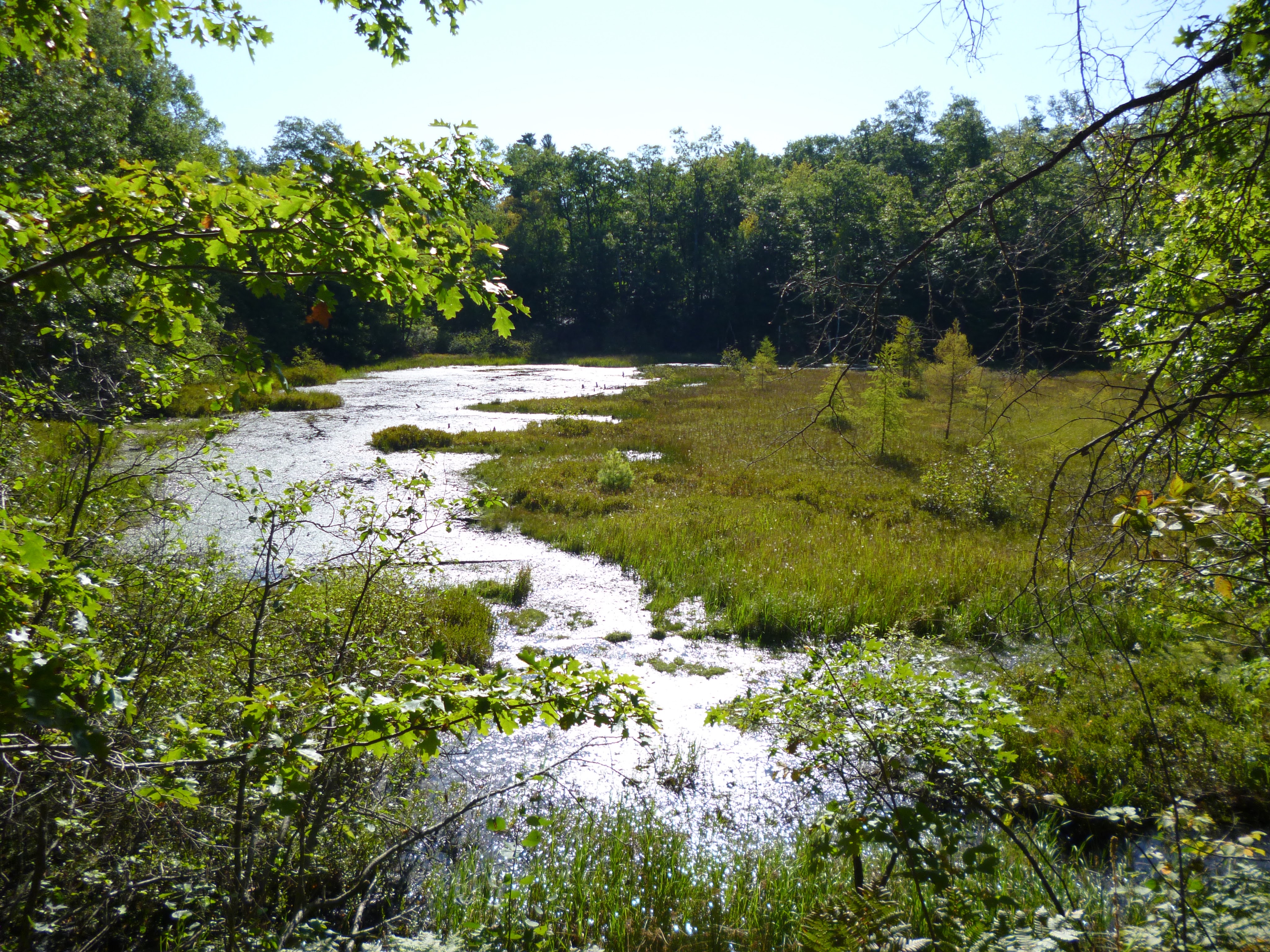 wetland in northern Wisconsin
