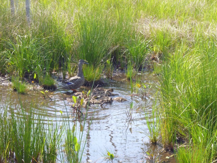 Mallard duck with babies next in shallow water