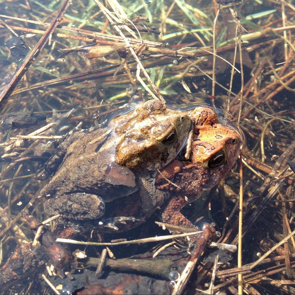 Southern Toads in Amplexus
