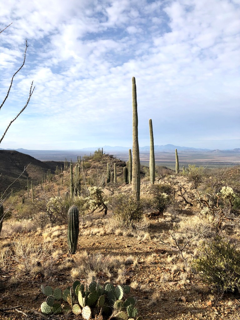 Saguaro cacti