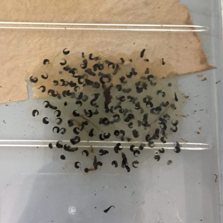 Wood Frog eggs with tadpoles almost ready to hatch