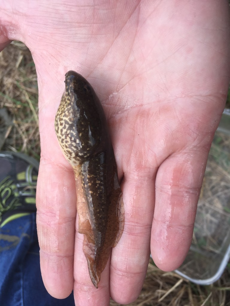large American bullfrog tadpole in hand