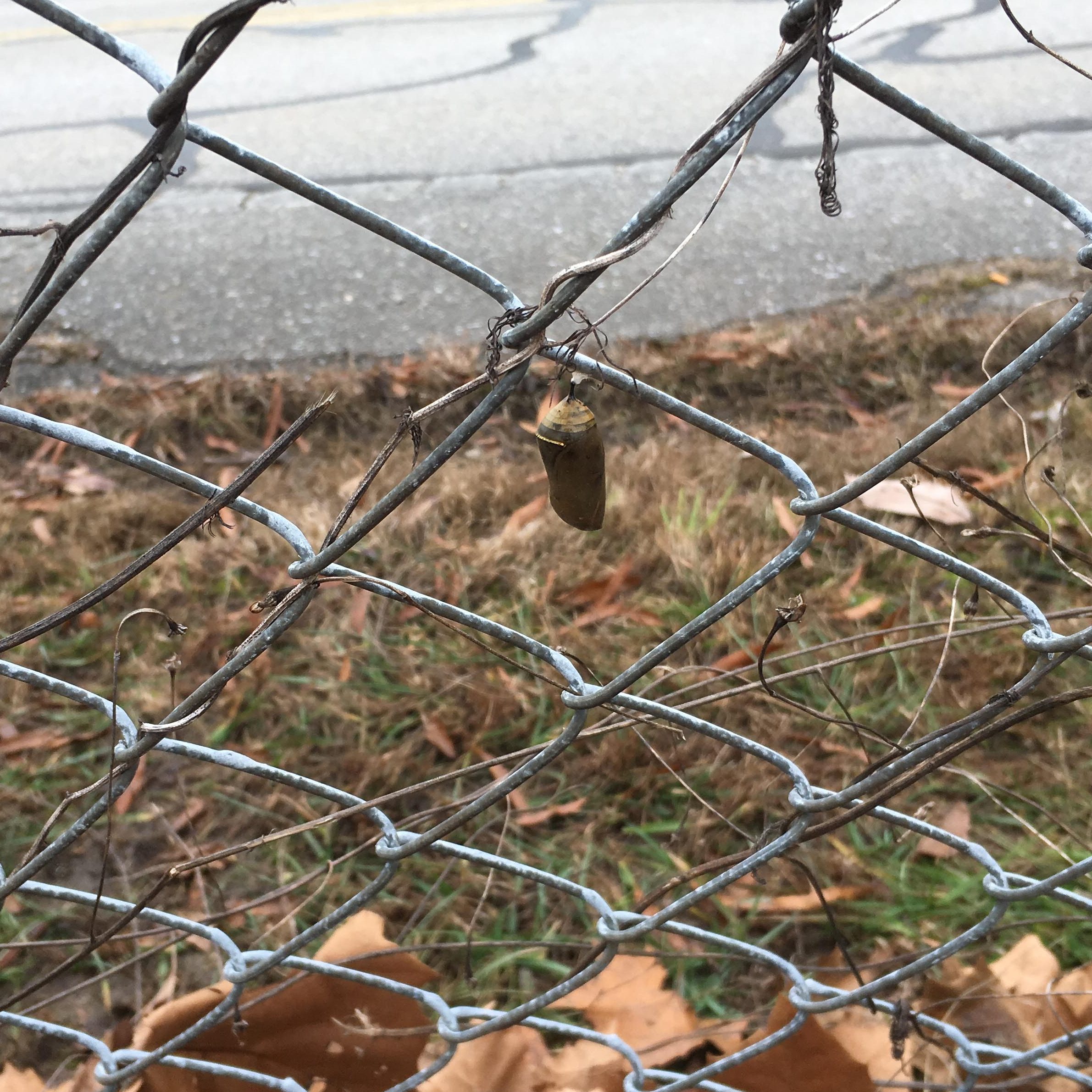 Monarch caterpillar chrysalis