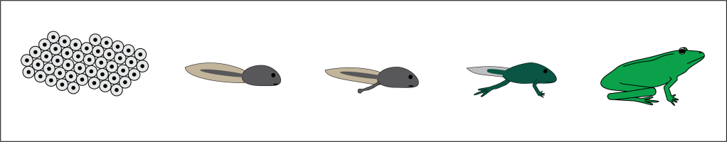 drawing of frog metamorphosis