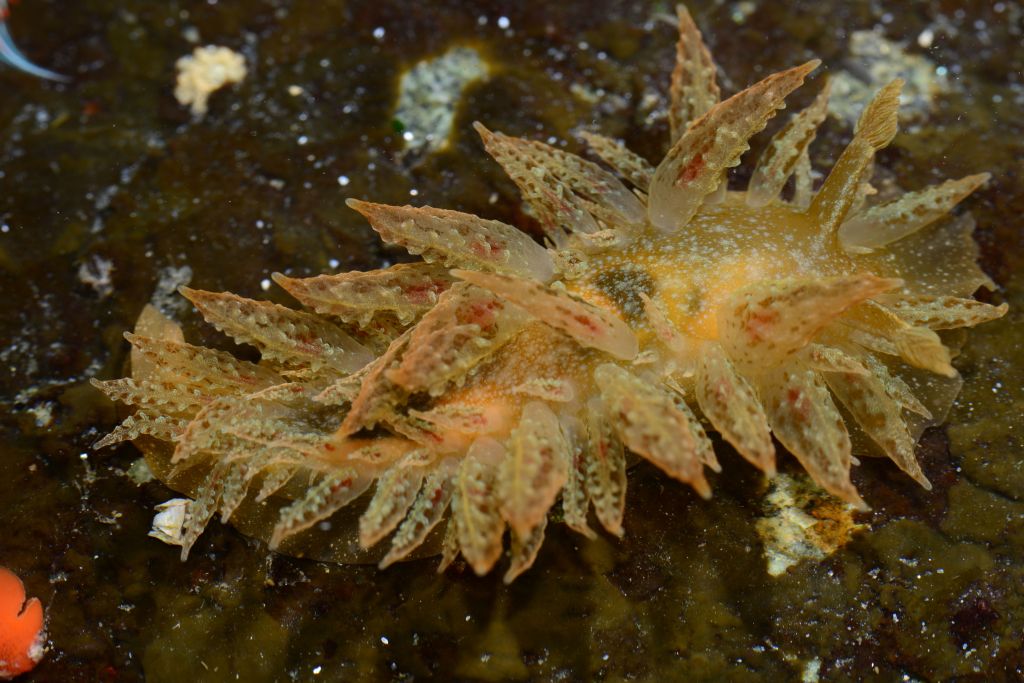 Colorful Dirona Nudibranch (Dirona picta)