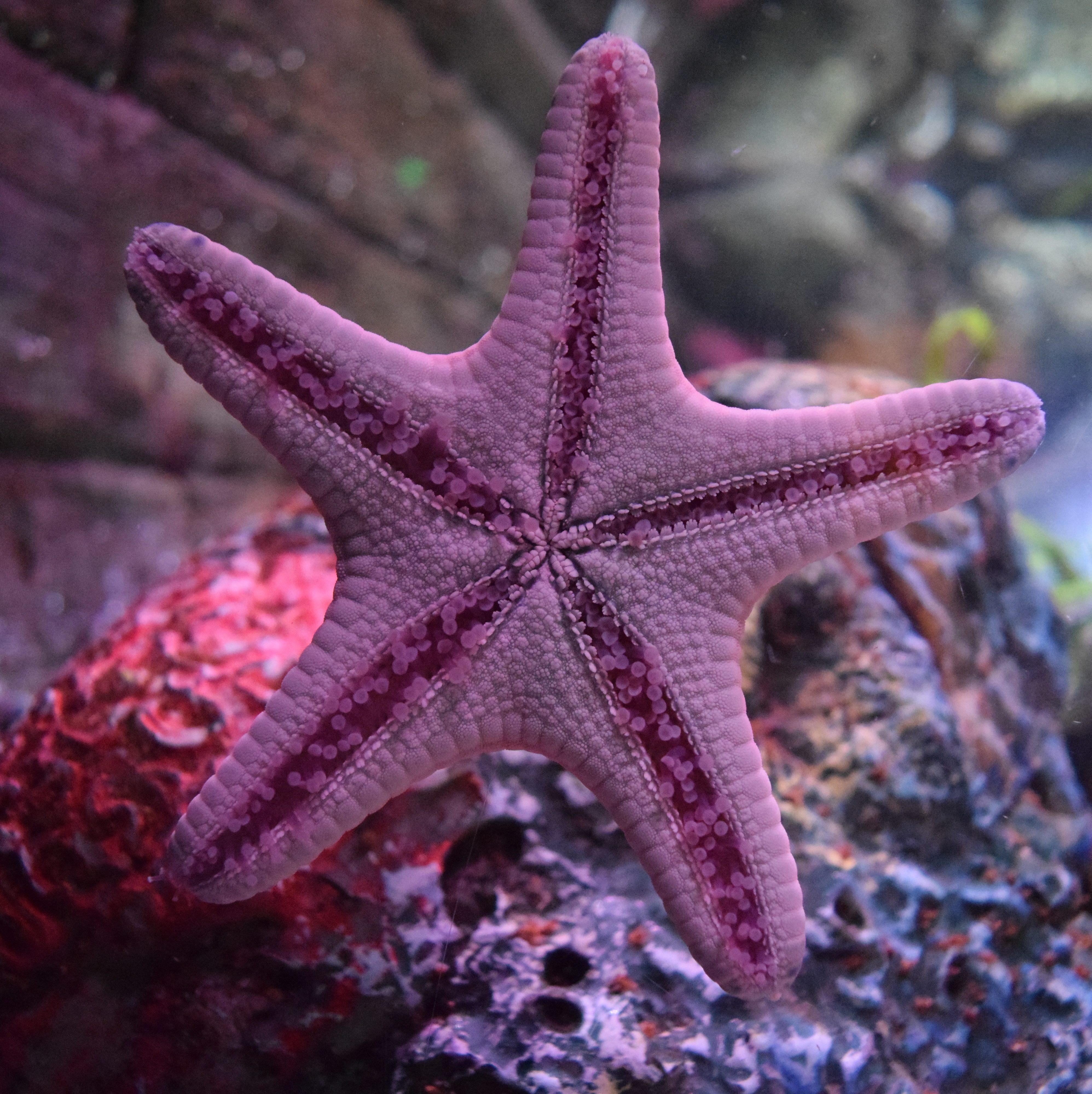 sea star or starfish