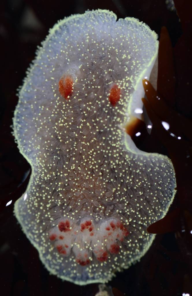Nanaimo Dorid Nudibranch (Acanthodoris nanaimoensis)