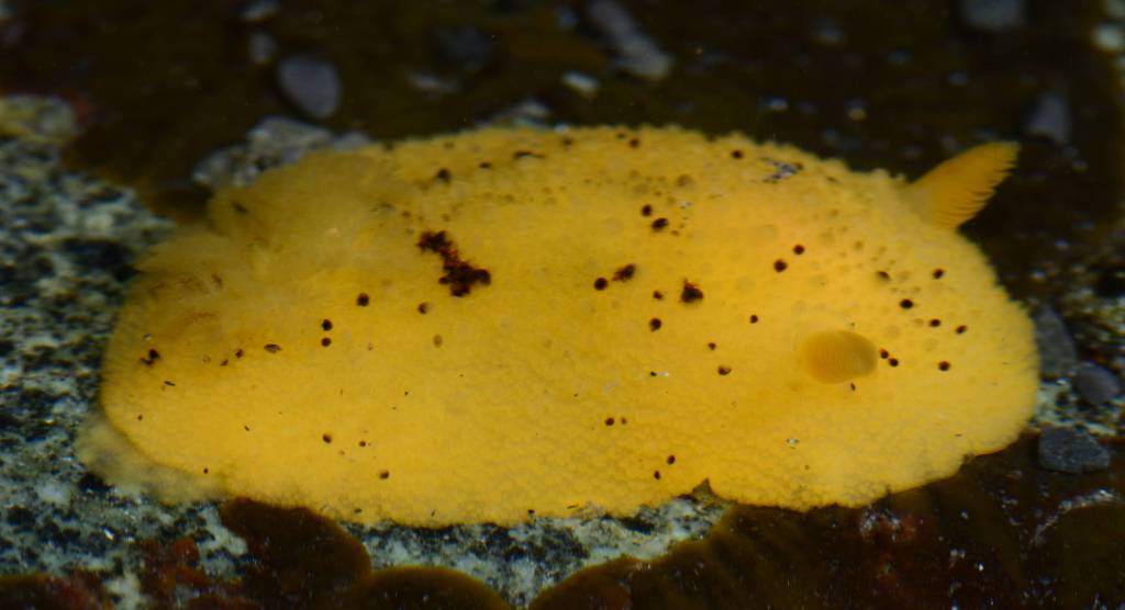Sea Lemon Nudibranch (Dorididae)