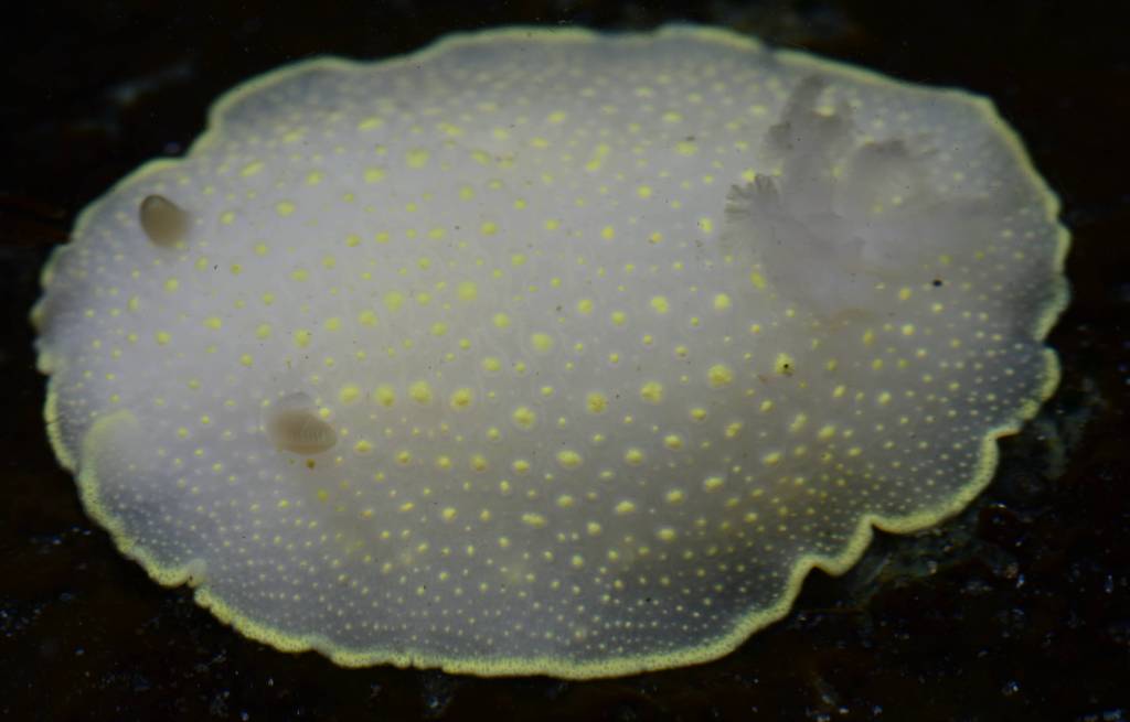Yellow Margin Dorid Nudibranch (Cadlina luteomarginata)