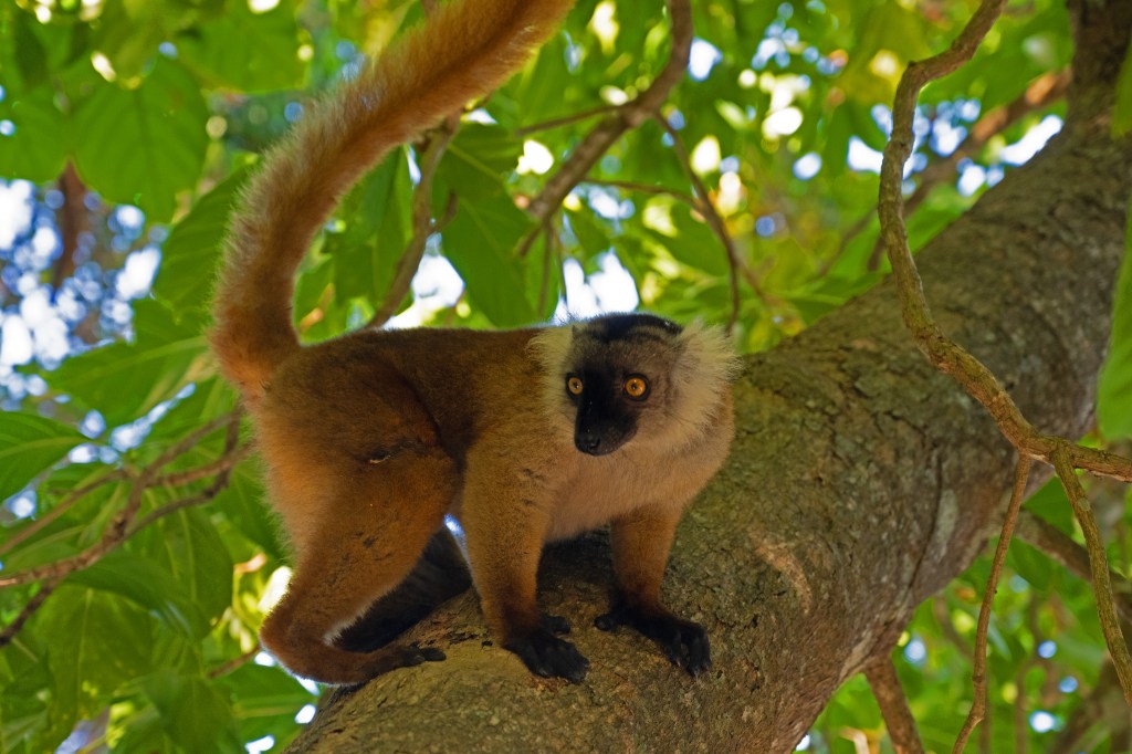 Female black lemur (Eulemur macaco)
