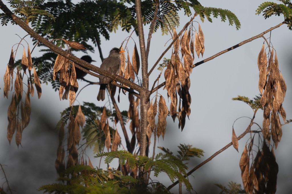 Malagasy bulbul (Hypsipetes madagascariensis)