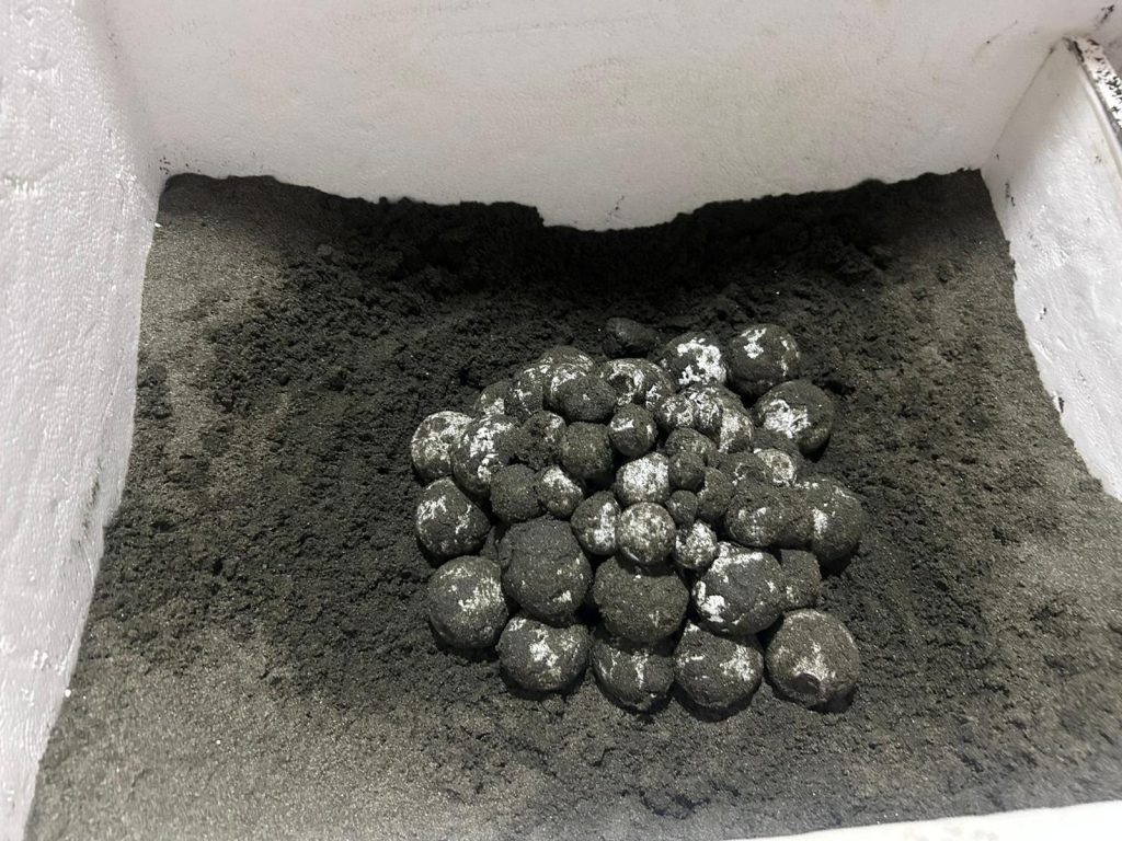 sea turtle eggs in an incubator