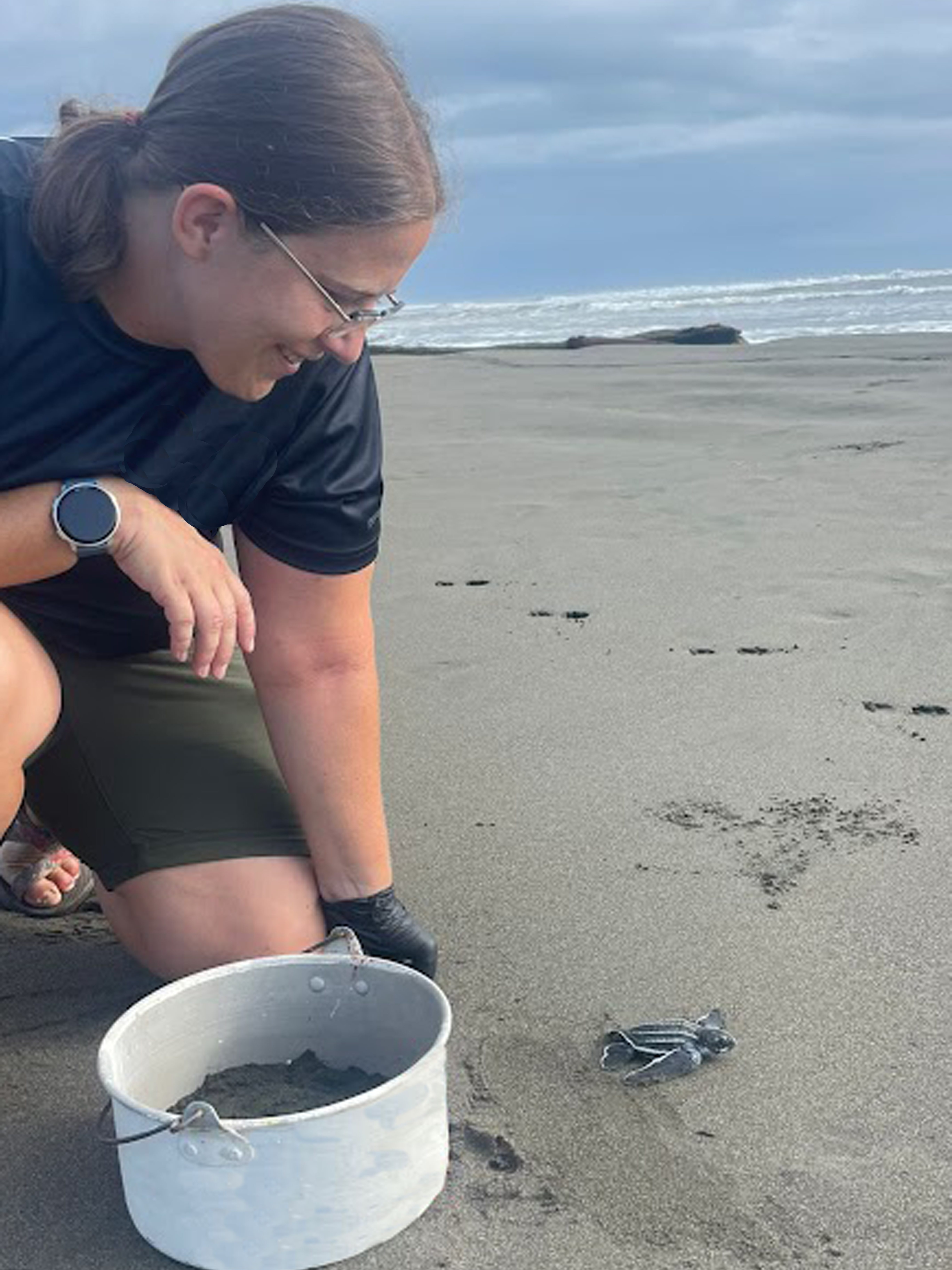baby leatherback turtle