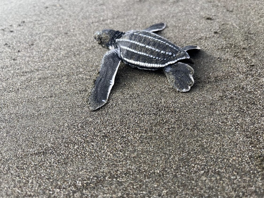 baby leatherback turtle