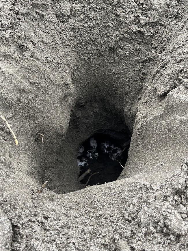 sea turtle eggs in a beach nest