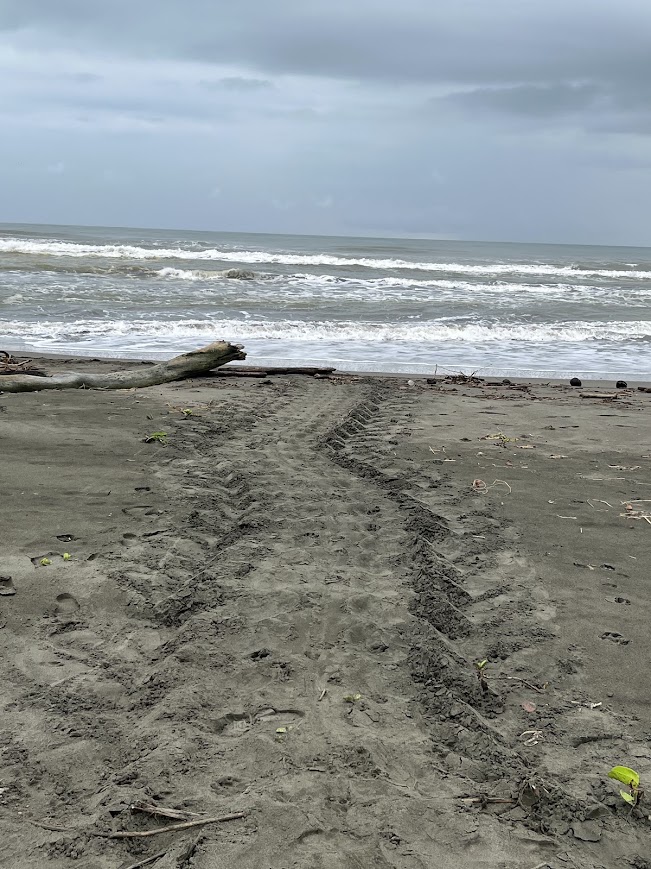 leatherback sea turtle tracks on the beach